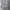 Coat leopard mewah, blazer trench coat jacket macan photo 3