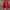 Jacket Lightweight Unkown Brand Red photo 1