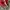 Jacket Lightweight Unkown Brand Red photo 3