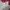 Captain Santa Polo Shirt White | 2060 photo 4