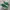 Converse Golf le Fleur Gianno Evergreen photo 1