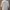 Crocodile Sportswear Casual Kimono Wanita white photo 6