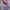 Thumbler Chako Lab Original photo 2