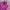 Jaket Outdoor Millet Unisex – Warna Fuchsia photo 2