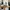 adidas Samba XLG White Black Gum photo 6