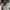 Nobre Uomo Minimalist Casual Suit Pria cream tan photo 4