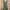 Fairy Coquette Summer dress Wanita green photo 3