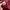 Kappa Y2K Sportswear Track jacket Pria burgundy photo 5
