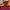 Kappa Y2K Sportswear Track jacket Pria burgundy photo 6