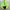 Diadora Y2K Sportswear Track jacket Pria green photo 1