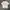 Tshirt Kenzo Valentine Flowers White