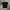 Tshirt Coach Embroidered Rexy Black photo 1