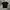 Tshirt Coach Embroidered Rexy Black
