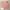 lodispotto cardigan coquette jepang salem / salmon photo 1