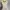 Coquette Midi dress Wanita white photo 5
