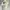 Coquette Midi dress Wanita white photo 4