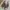 Steve madden uk 39 photo 4