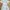 Polo Dickies – Colorful Stripes photo 1