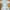 Polo Dickies – Colorful Stripes