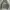 Hoodie mickeyxfeltics grey photo 1