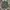 Celana Pendek Utility Uniqlo Olive Green photo 3