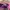 Sepatu Anak Sneaker Blackpink