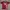 Space Opera Red T Shirt 