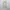 Dior Luxury Mini skirt Wanita cream photo 3