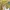 Luxury Avant Garde Trench coat Wanita yellow photo 8