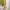 Luxury Avant Garde Trench coat Wanita yellow photo 4