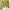 Luxury Avant Garde Trench coat Wanita yellow photo 5