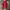 Wilson Streetwear Y2K Sweatpants & Joggers Pria red photo 1