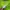 Nike Sportswear Jersey Pria green photo 3
