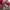 Tracktop Adidas treefoil Canada photo 8