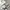 Phenix Vintage Streetwear Windbreaker Pria white black photo 5