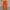 Dickies Casual Casual pants Pria multicolor photo 4