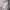 Evisu Y2K Avant Garde Hoody Pria gray photo 6