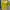 Outer lemon photo 1