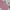 Coquette Casual Mini Skirt Wanita White Pink