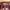 Bag Pria burgundy red photo 1