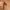 Canvas belt brown photo 2