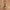 Canvas belt brown photo 1