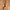 Canvas belt  photo 1