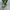 Vans Era Classic Canvas Green photo 4