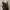 DAKS Leopard Mini Shoulder Bag photo 5