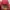 Vintage Pria red photo 3