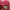Vintage Pria Red