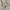 New Balance Streetwear Hoody Pria tan photo 4