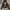 Hoodie adidas trifoil  photo 1