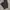 Dickies 1939RBK Carpenter Long Pants photo 1